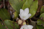 Trailing arbutus